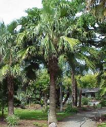 Brahea edulis