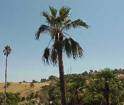 Brahea edulis