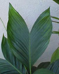 Chamaedorea ernesti-augusti