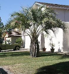 Butia capitata
