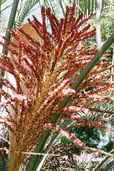 Butia capitata