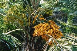 Butia capitata