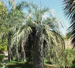Butia capitata
