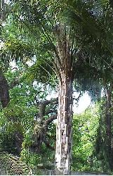 Butia X Syagrus