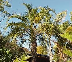 Butia X Syagrus