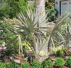 Bismarckia nobilis