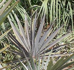 Bismarckia nobilis