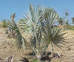 Bismarckia nobilis