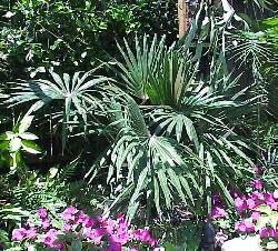 Guihaia argyrata