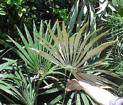 Guihaia argyrata