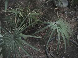 Guihaia argyrata