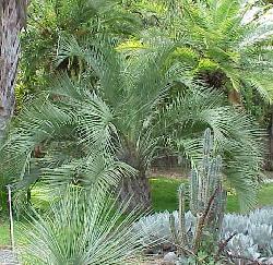 Butia paraguayensis