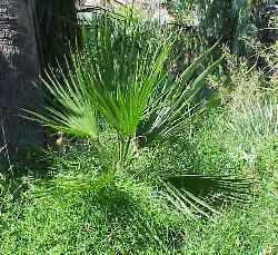 Brahea berlandieri
