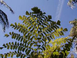 Caryota gigas