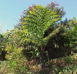 Caryota gigas