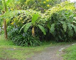 Caryota obtusa