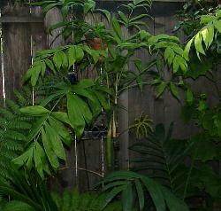 Chamaedorea klotzchiana