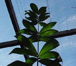 Chamaedorea klotzchiana
