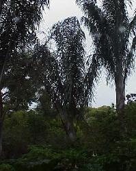 Ceroxylon vogelianum