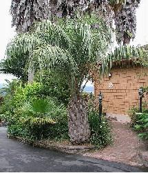 Butia capitata v. lax leaf