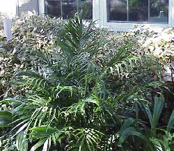 Chamaedorea  cataractarum