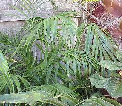 Chamaedorea  cataractarum