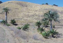 Jubaea chilensis