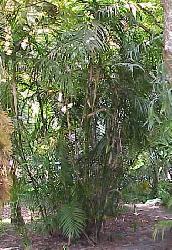 Chamaedorea pochutlensis x graminifolia