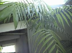 Chamaedorea pochutlensis x graminifolia