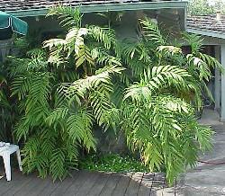 Chamaedorea microspadix