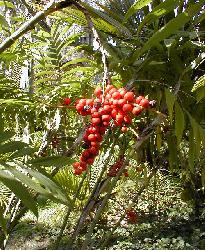Chamaedorea microspadix