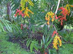 Chamaedorea microspadix