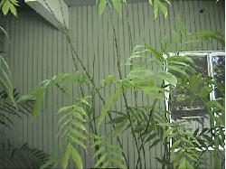 Chamaedorea microspadix