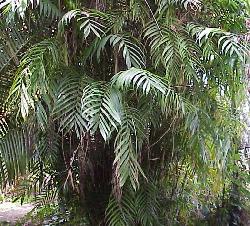 Chamaedorea graminifolia