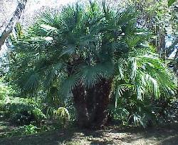 Chamaerops humilis