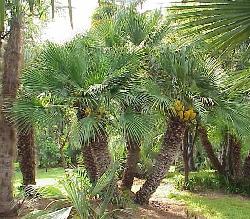 Chamaerops humilis