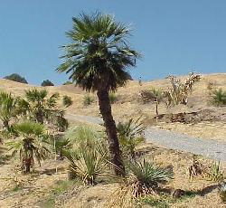 Chamaerops humilis