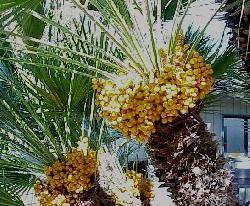 Chamaerops humilis