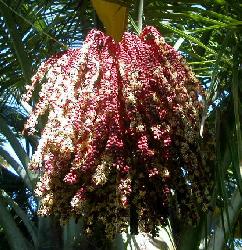 Jubaea chilensis