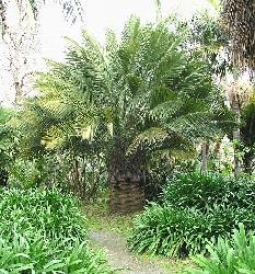 Jubaea chilensis