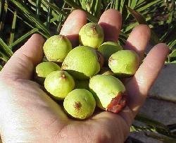 Jubaea chilensis