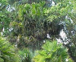 Livistona australis