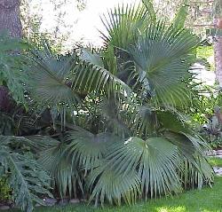Livistona chinensis