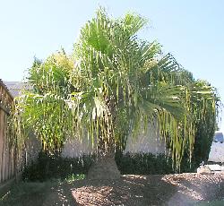 Livistona chinensis