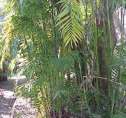 Chamaedorea costaricana