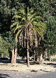 Phoenix rupicola