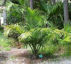Ravenea rivularis