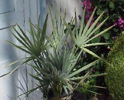 Copernicia prunifera