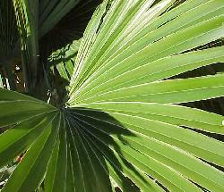 Brahea nitida