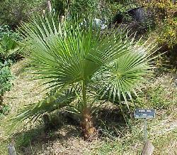 Brahea nitida